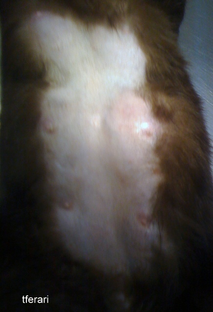 Hiperplazija mliječne žlijezde u mačke